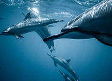 开云网站-多特被迫治疗“哈兰德依赖症”，最佳药方：穆科科？